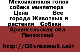 Мексиканская голая собака миниатюра › Цена ­ 53 000 - Все города Животные и растения » Собаки   . Архангельская обл.,Пинежский 